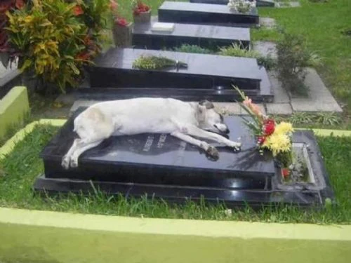 Animali nei cimiteri