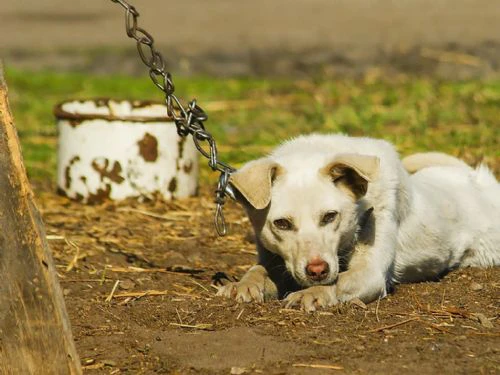 Tenere il cane legato alla catena