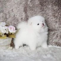 cuccioli di pomerania pura razza pronti | Foto 1