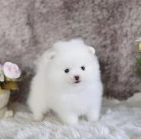 cuccioli di pomerania pura razza pronti | Foto 0