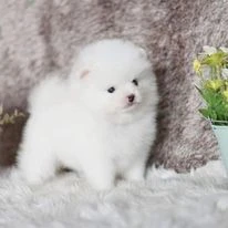 cuccioli di pomerania pura razza pronti