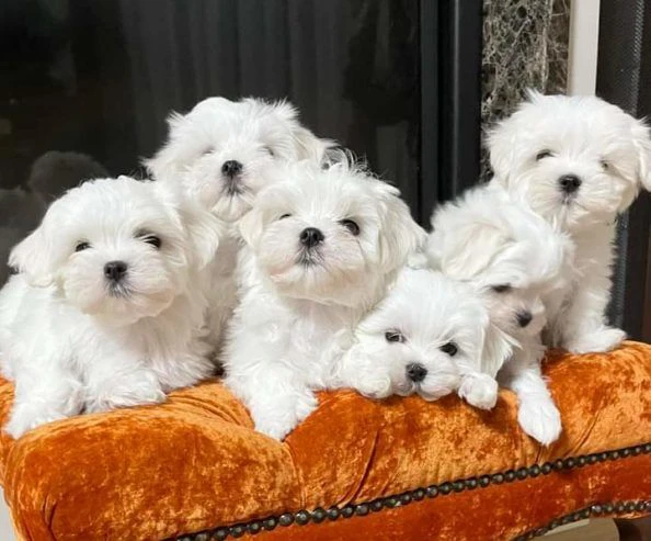 cuccioli maltesi bianco ghiaccio