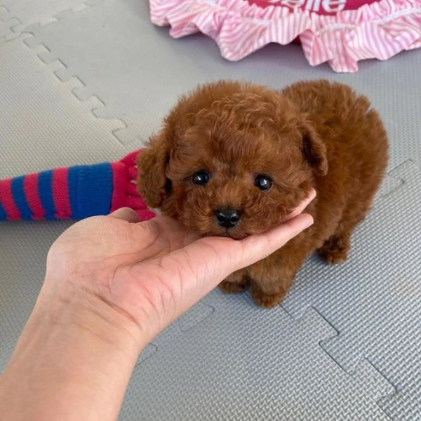 bellissimi cuccioli di barboncino | Foto 1