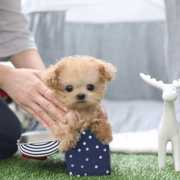 bellissimi cuccioli di barboncino