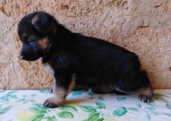 pastore tedesco super cuccioli con pedigree  | Foto 3