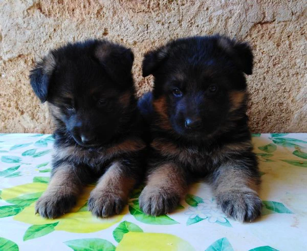 pastore tedesco super cuccioli con pedigree  | Foto 1