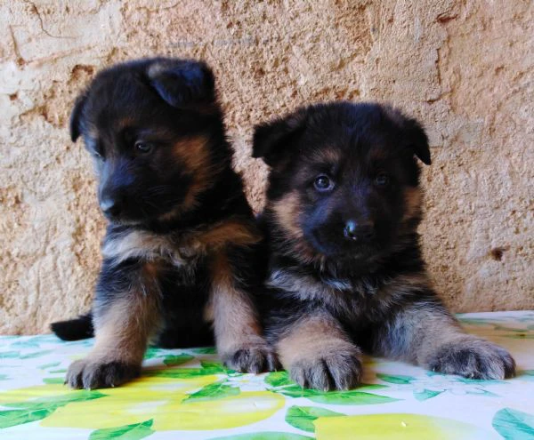 pastore tedesco super cuccioli con pedigree  | Foto 0