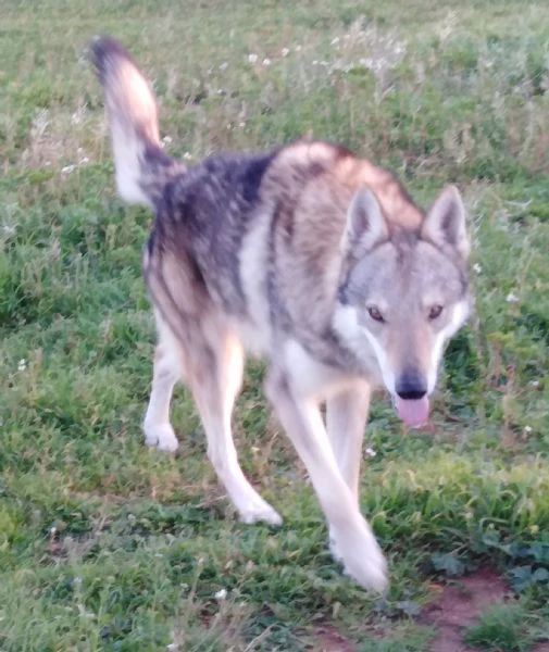 cane da lupo cecoslovacco super cuccioli pedigree  | Foto 3