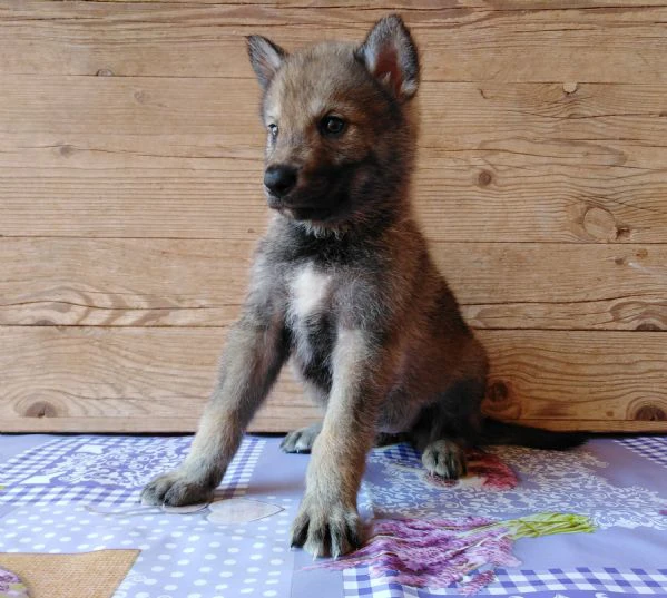 cane da lupo cecoslovacco super cuccioli pedigree  | Foto 2