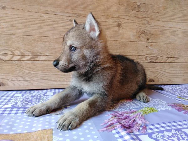 cane da lupo cecoslovacco super cuccioli pedigree  | Foto 1