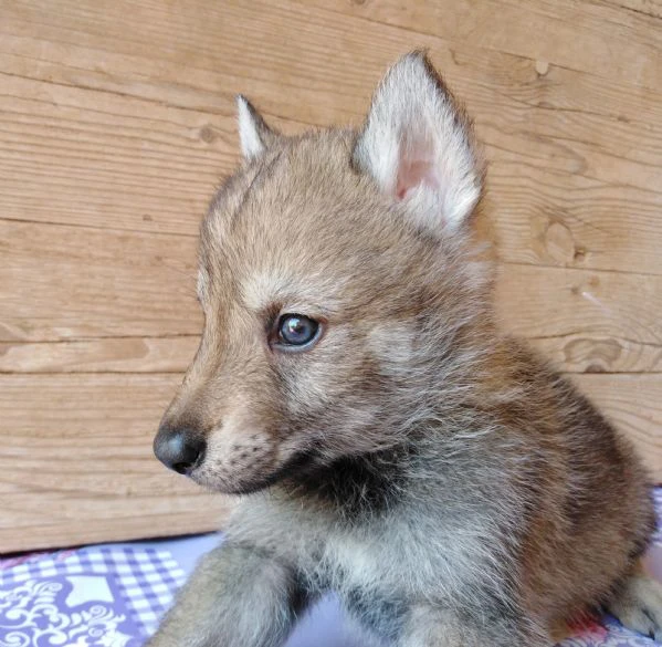 cane da lupo cecoslovacco super cuccioli pedigree  | Foto 0