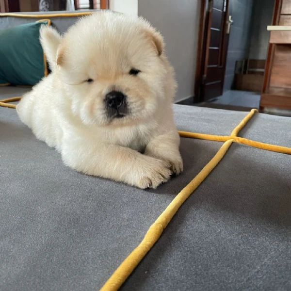 disponibili adorabili cuccioli di chow chow.  