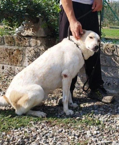 bob cane maschio adulto in adozione  | Foto 2