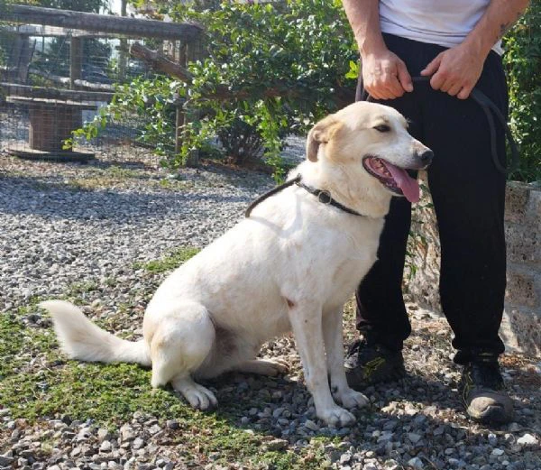 bob cane maschio adulto in adozione 