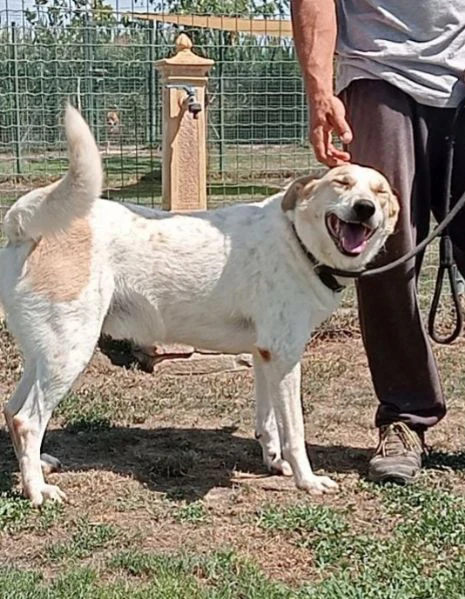 bob cane maschio adulto in adozione  | Foto 1