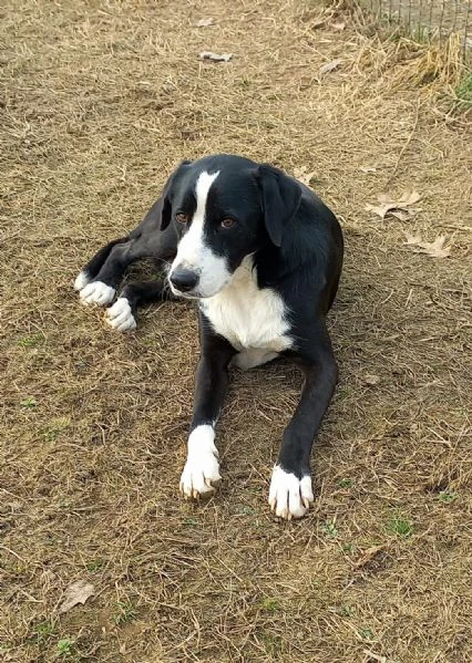 leo cagnolone magnifico  | Foto 3