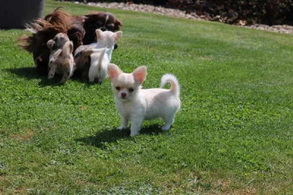 cuccioli di chihuahua con pedigree enci