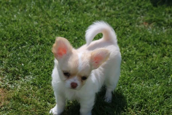 cuccioli di chihuahua con pedigree enci | Foto 1