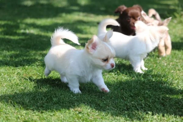 cuccioli di chihuahua con pedigree enci | Foto 0