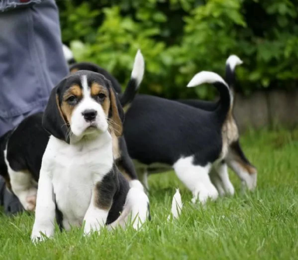 disponibili bellissimi cuccioli di beagle maschi e femmine. | Foto 2