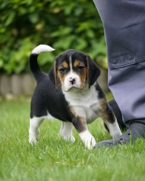 disponibili bellissimi cuccioli di beagle maschi e femmine. | Foto 1