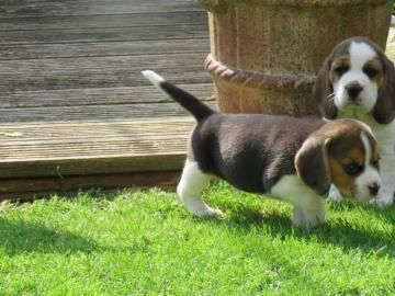 disponibile cucciola di beagle sia maschio e femmina | Foto 2