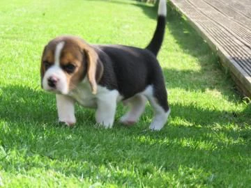 disponibile cucciola di beagle sia maschio e femmina | Foto 1