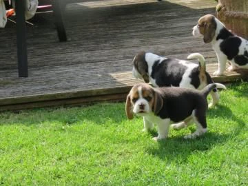 disponibile cucciola di beagle sia maschio e femmina | Foto 0