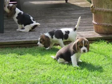 disponibile cucciola di beagle sia maschio e femmina