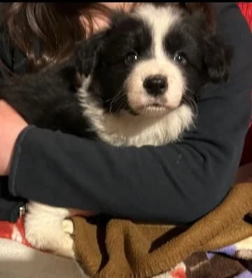 disponibili incredibili cuccioli di border collie 