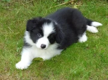 disponibili incredibili cuccioli di border collie  | Foto 0