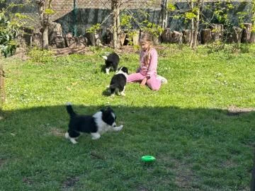  cuccioli di border collie selezionati di alta genealogia , | Foto 0