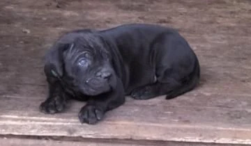 cucciolo cuccioli cane corso | Foto 1