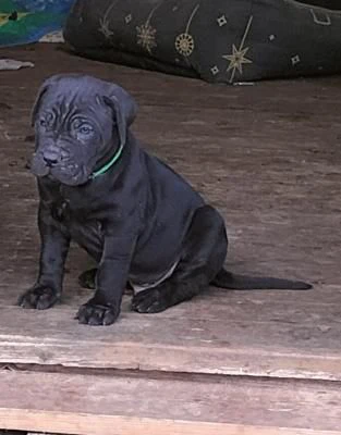 cucciolo cuccioli cane corso | Foto 0