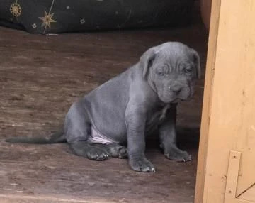 fantastici cuccioli di akc cane corso in adozione. sono molto dolci e faranno un amico leale e vero. | Foto 0