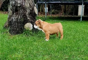 disponibili cuccioli di bulldog inglese | Foto 1