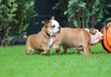 stupendi cuccioli di bulldog inglese