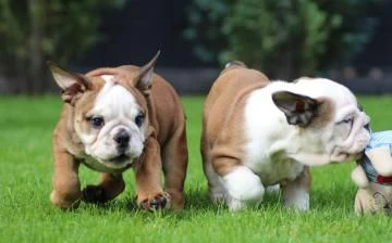 stupendi cuccioli di bulldog inglese | Foto 1