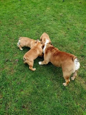 cuccioli di bulldog inglese 2 maschi 2 femmine.