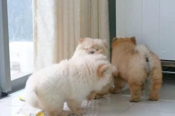 cuccioli di chow chow maschi e femmine creme, | Foto 2