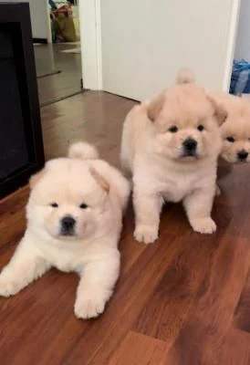 cuccioli di chow chow maschi e femmine creme, | Foto 1