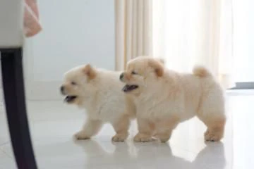 cuccioli di chow chow maschi e femmine creme, | Foto 0