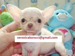 cuccioli di chihuahua gratuiti