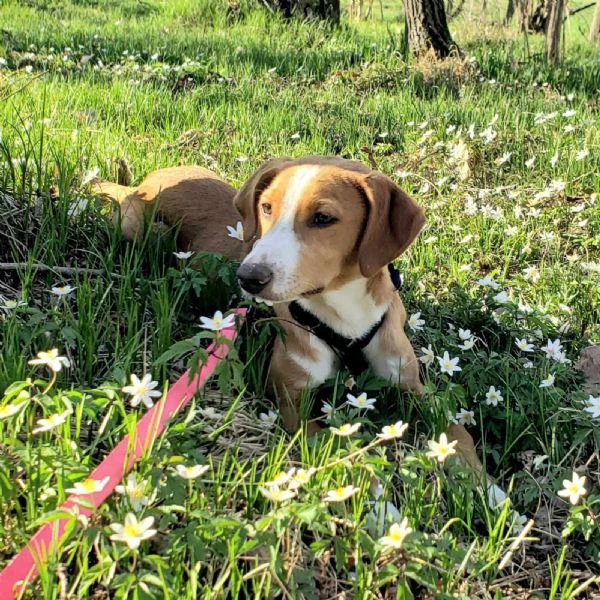 dolci cagnoline taglia medio piccola | Foto 3