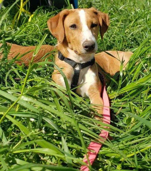 dolci cagnoline taglia medio piccola | Foto 2