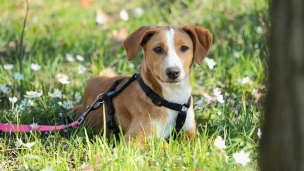 dolci cagnoline taglia medio piccola | Foto 1