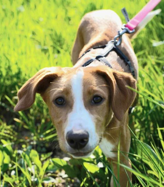 dolci cagnoline taglia medio piccola | Foto 0