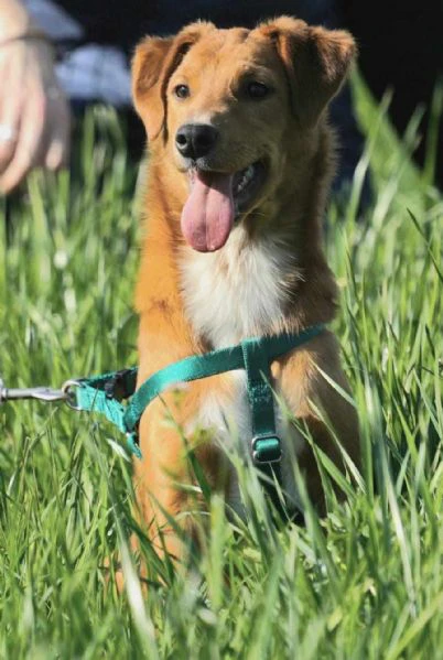 dolci cagnoline taglia medio piccola