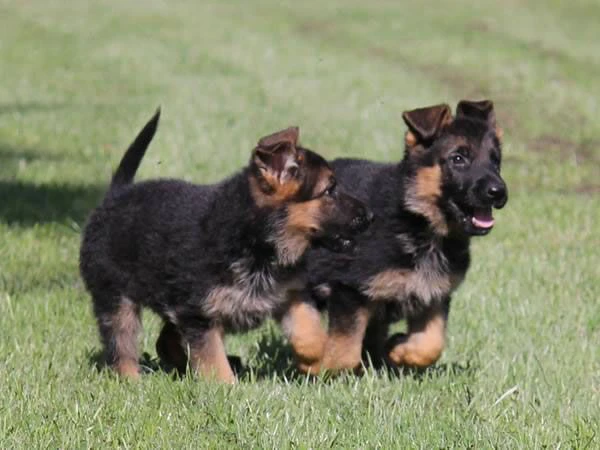 vendita cucciolo bellissimi cuccioli di pastore tedesco 