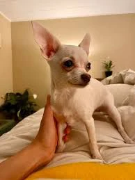 cuccioli di chihuahua